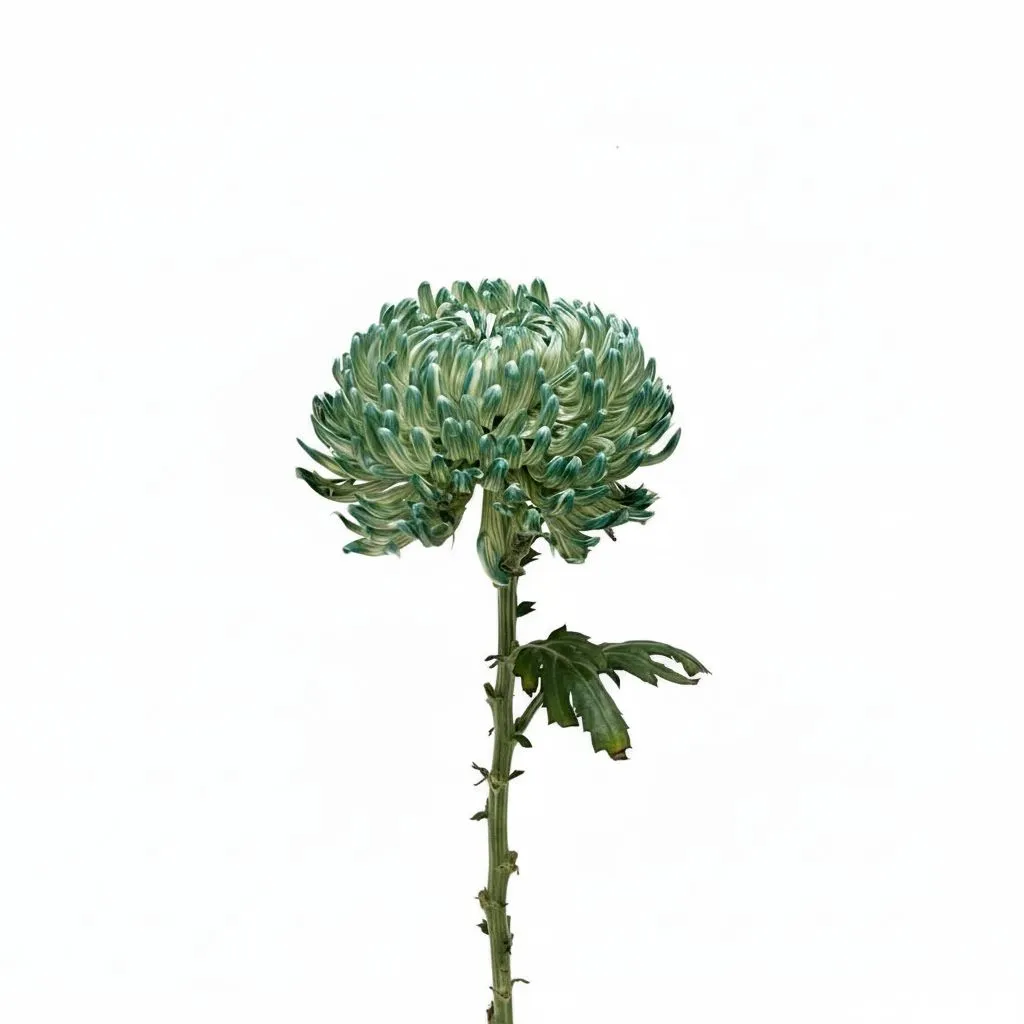 white/green Chrysanthemum